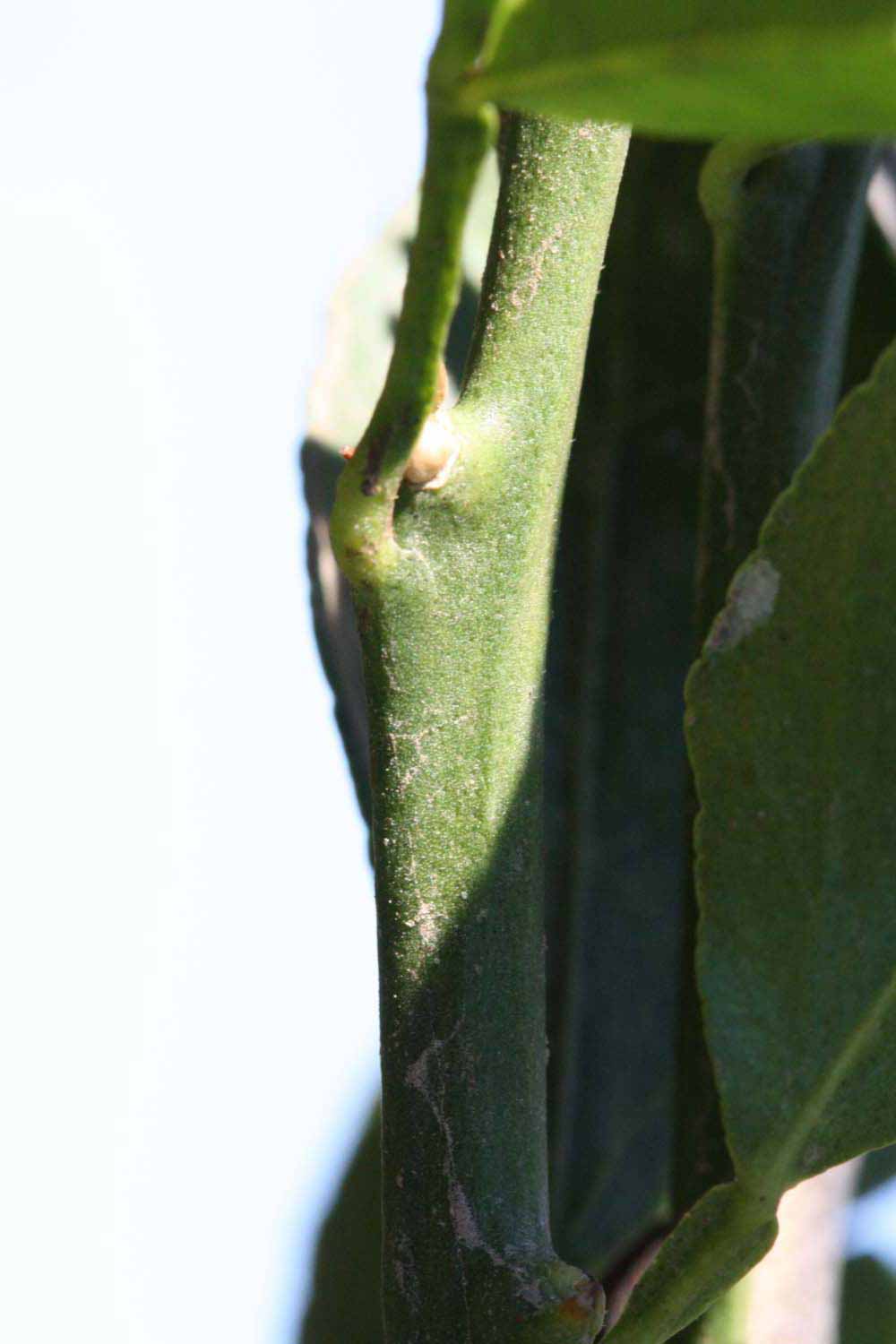              First year twig (Riverside, CA)       